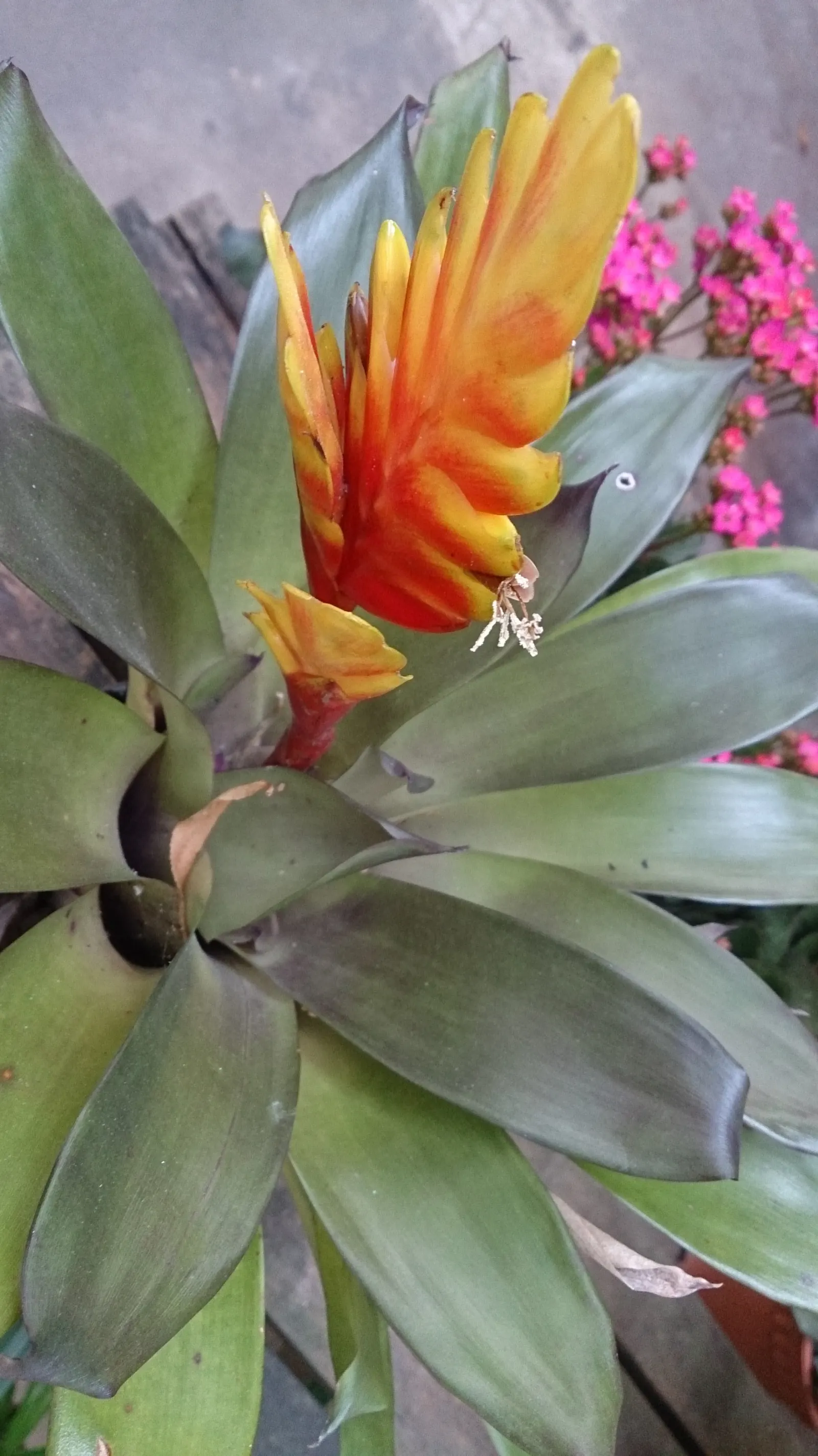 Lobster Claw (Heliconia Schiedeana) — It is essential to maintain a soil pH between 5.5 and 6.5.<br><br>Regular feeding with a balanced