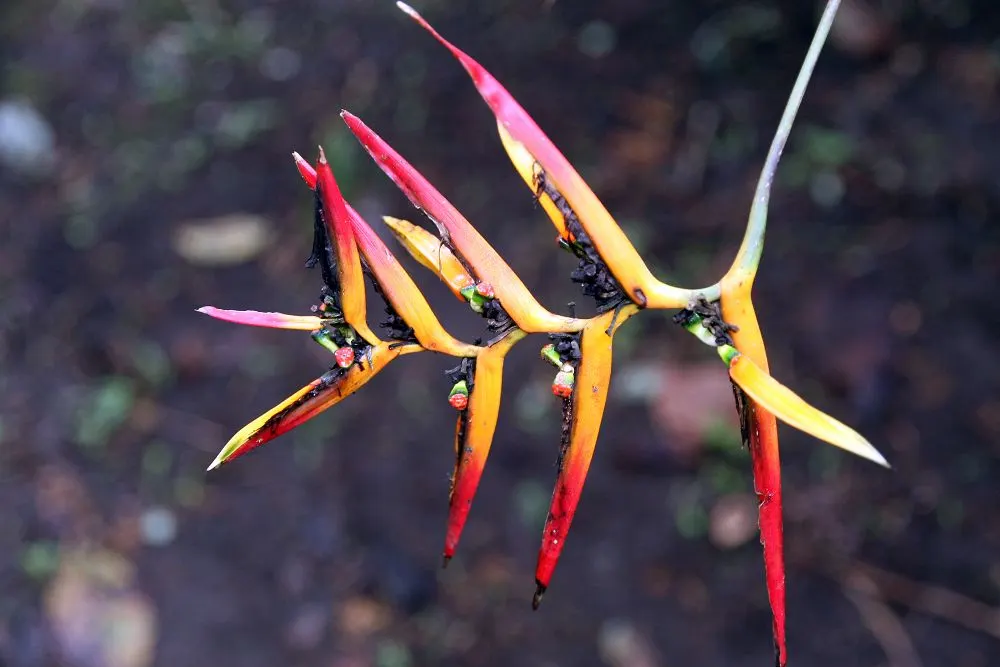 Lobster Claw (Heliconia Schiedeana) — attracting hummingbirds and providing dramatic visual interest; commonly known as the Lobster Claw