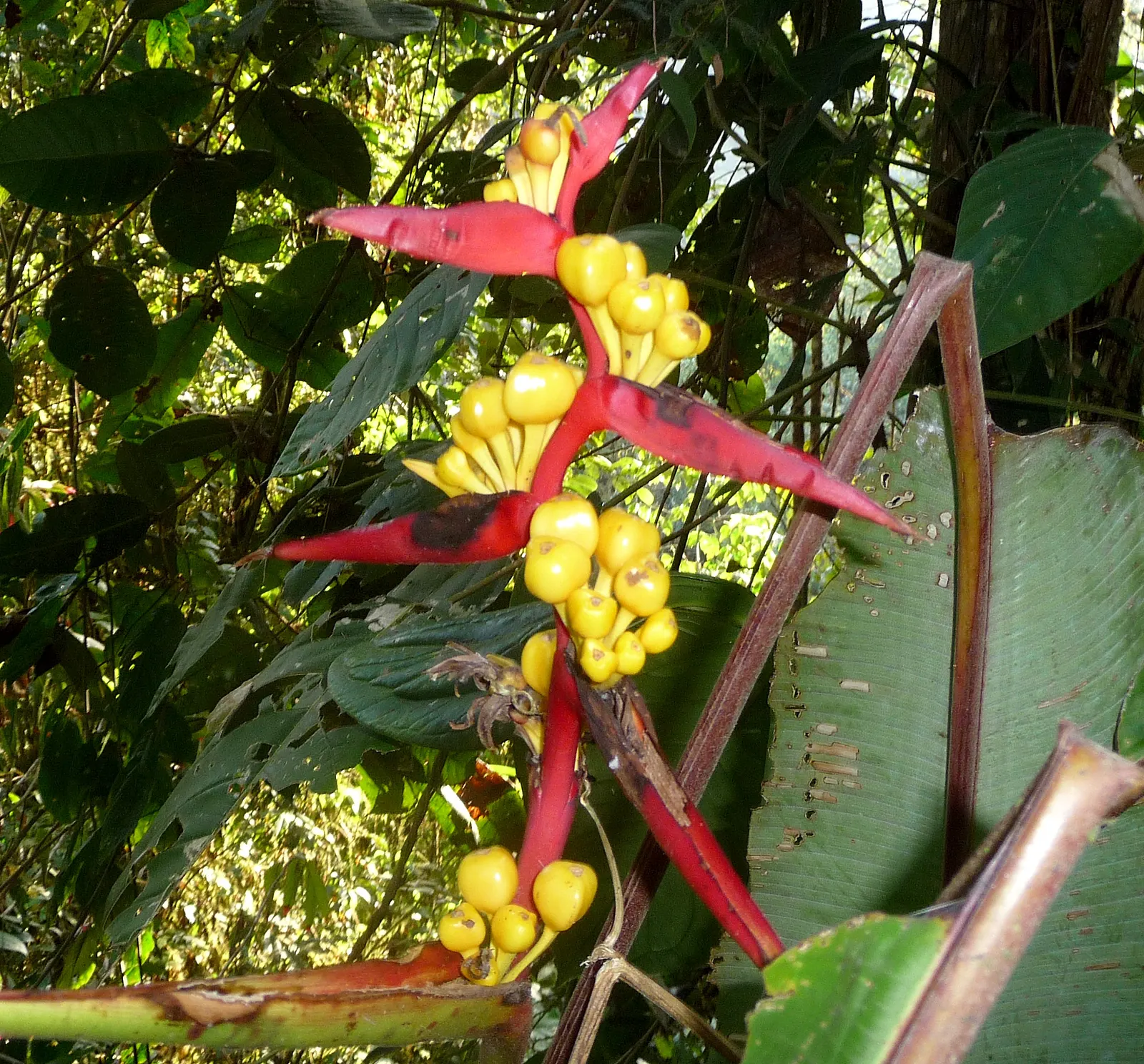 Lobster Claw (Heliconia Schiedeana) — its vibrant yellow to red bracts bloom from summer to fall