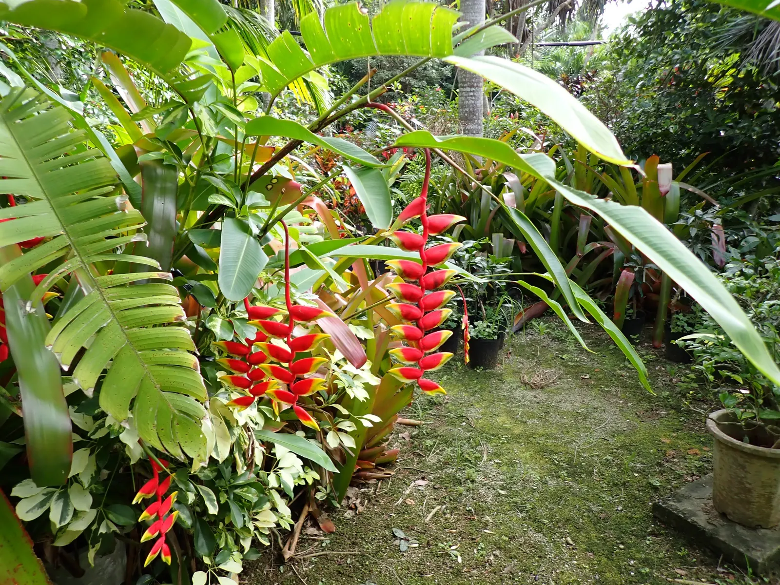 Lobster Claw (Heliconia Schiedeana) — multi-colored and red and yellow flowers in the garden