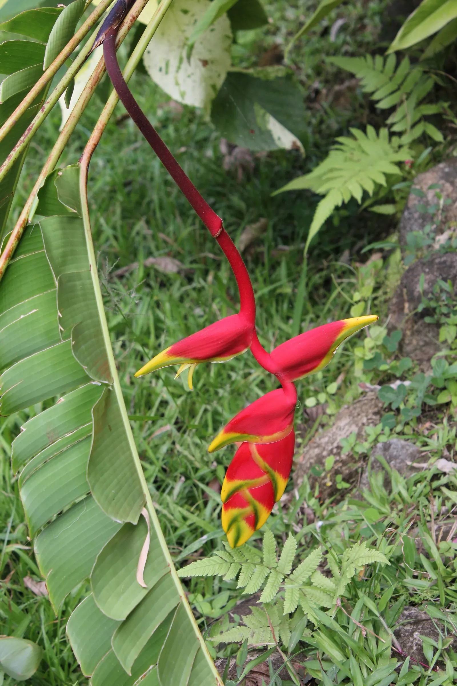 Lobster Claw (Heliconia Schiedeana) — It flourishes in USDA zones 10-12, preferring partial shade and rich, moist soil