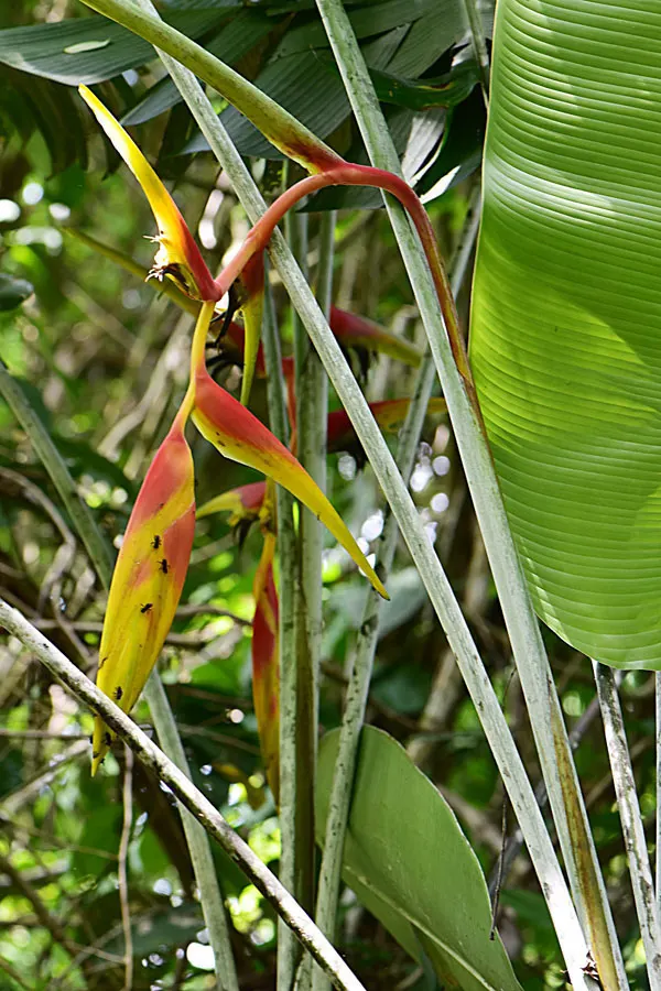 Lobster Claw (Heliconia Schiedeana) — Ideal for accentuating a tropical theme