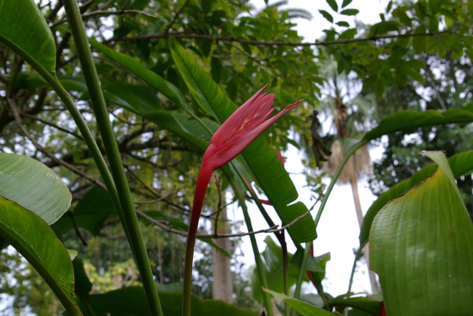 Lobster Claw (Heliconia Schiedeana) — Optimal growth is achieved in rich, well-draining soil with regular moisture
