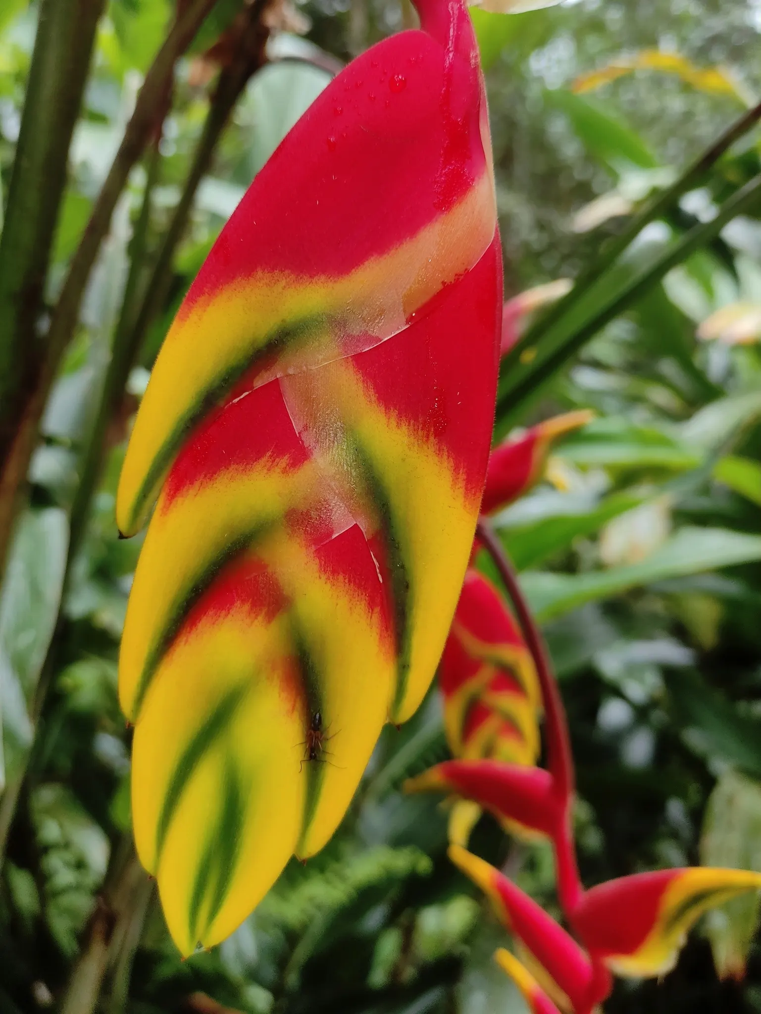 Lobster Claw (Heliconia Schiedeana) — is a tropical perennial famed for its striking inflorescences that resemble the shape of a lobster's claw