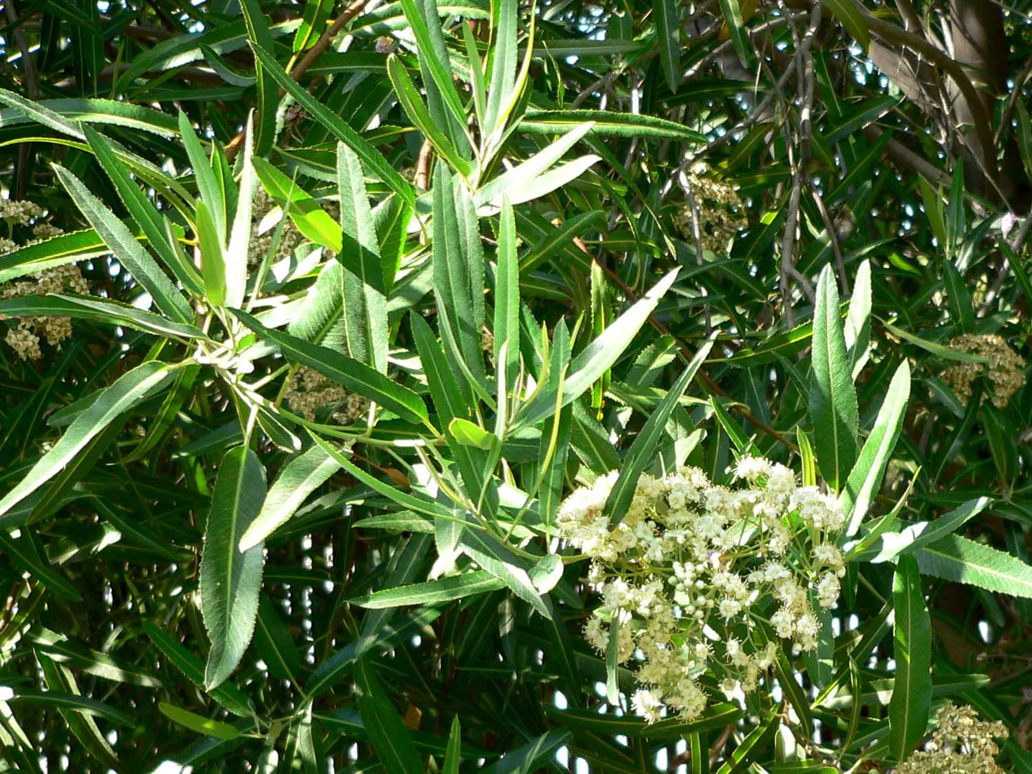 Arizona Rosewood (Vauquelinia Californica) — The Arizona Rosewood (Vauquelinia californica) is an evergreen shrub with a dense
