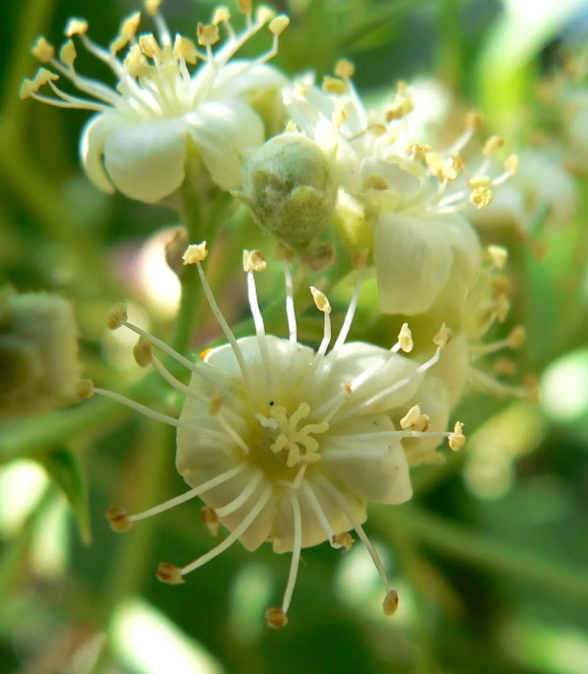 Arizona Rosewood (Vauquelinia Californica) — Its leathery leaves are glossy green, complemented by clusters of small, white flowers in spring