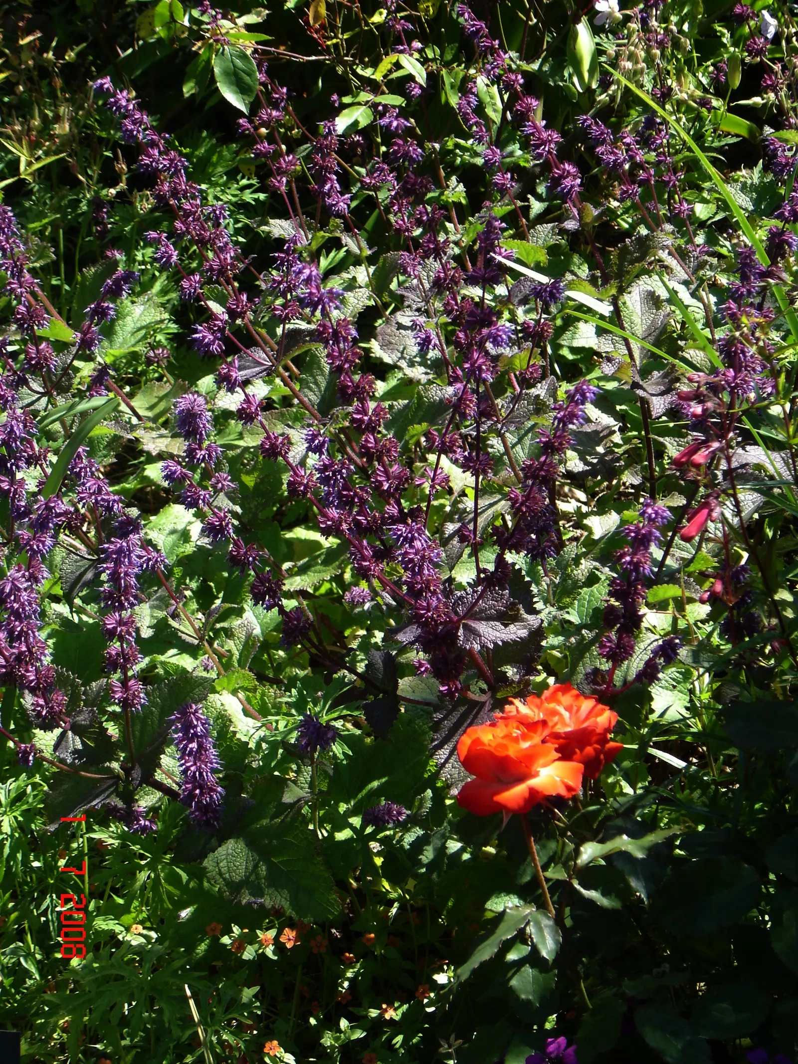 Purple Rain Whorled Clary Sage (Salvia Verticillata 'Purple Rain') — deep purple blooms atop 18-24 inch stems