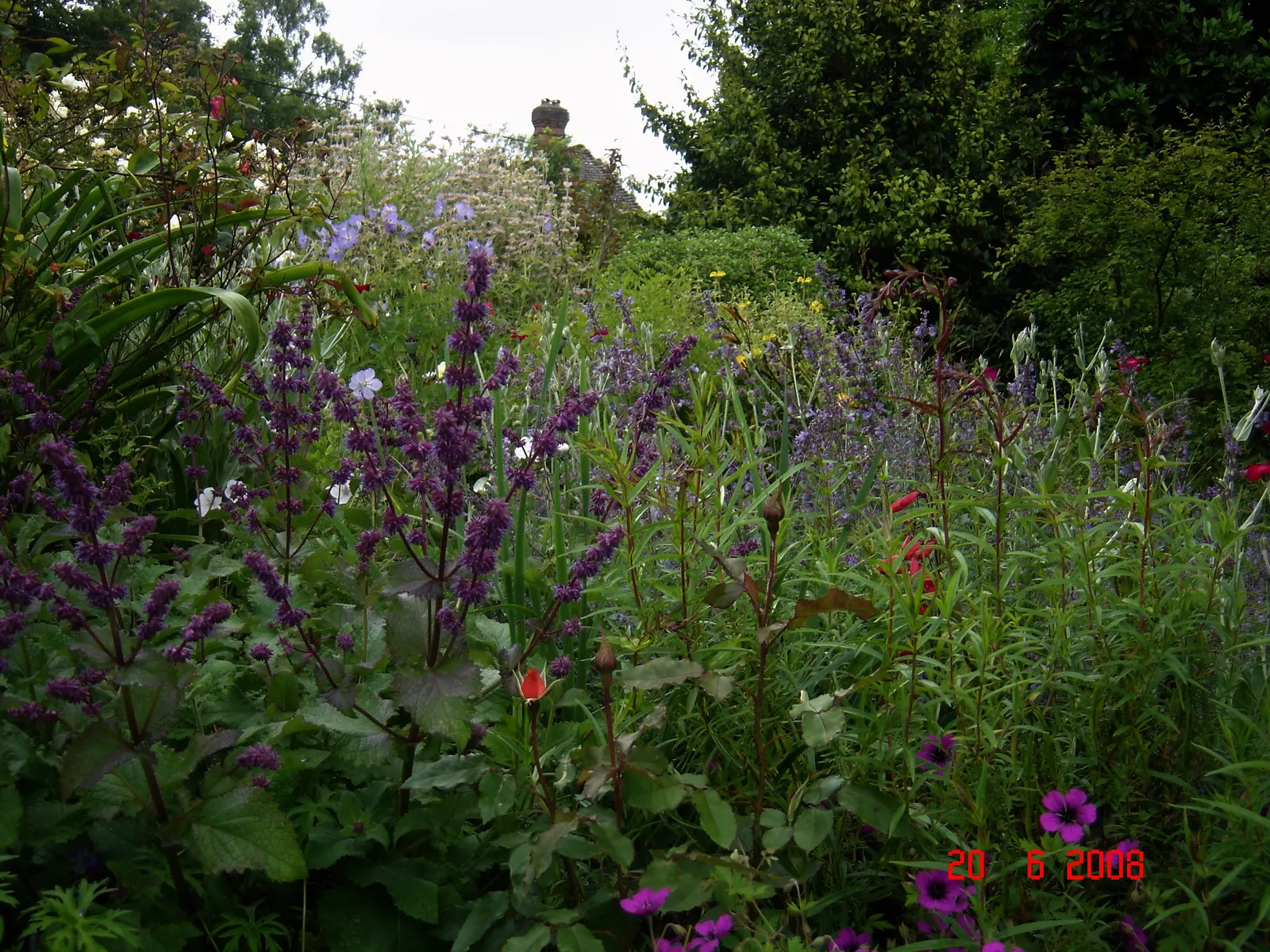 Purple Rain Whorled Clary Sage (Salvia Verticillata 'Purple Rain') — 'Purple Rain' showcases tiered whorls of deep violet-purple flowers ascending on strong