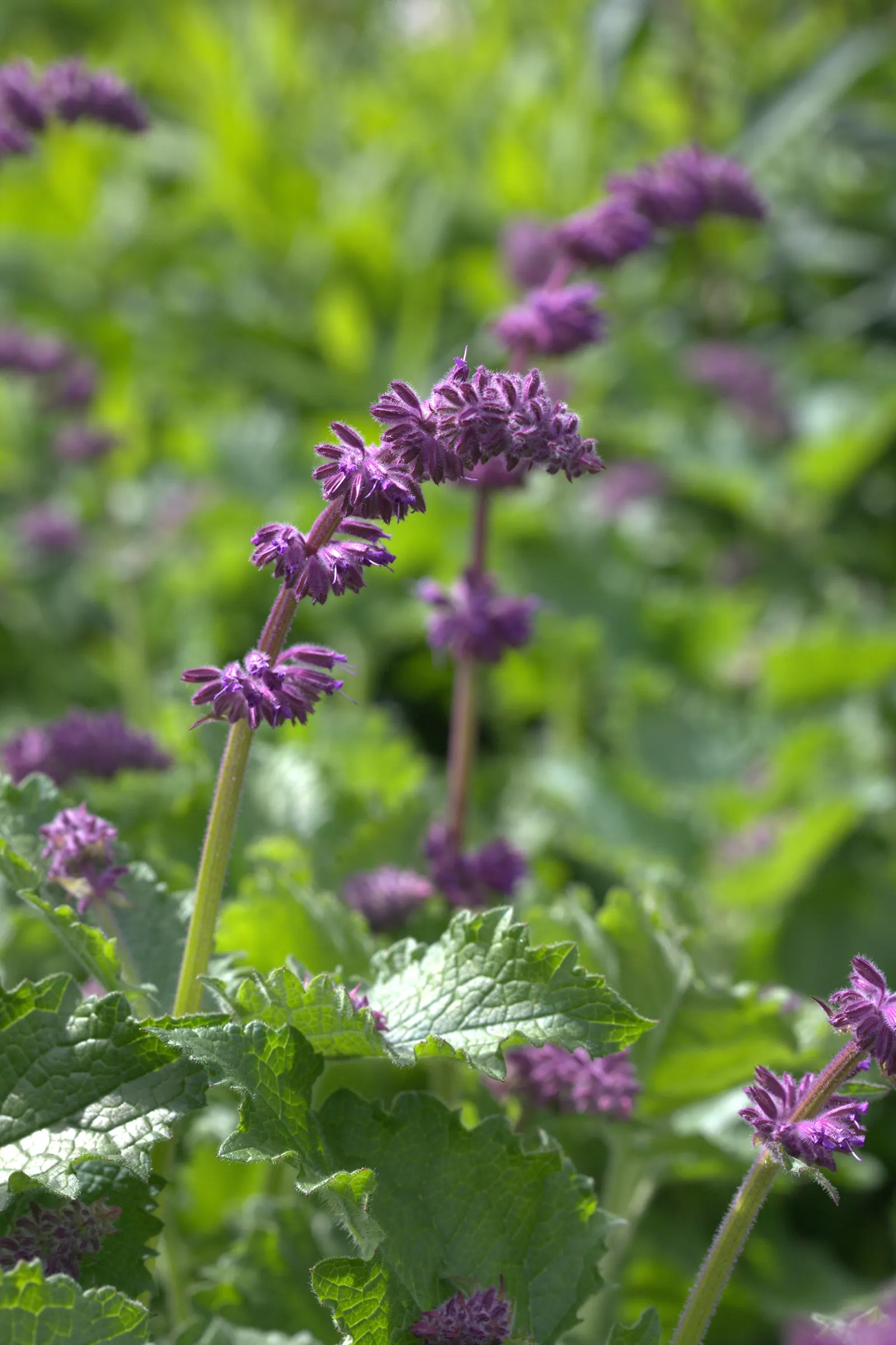 Purple Rain Whorled Clary Sage (Salvia Verticillata 'Purple Rain') — Salvia verticillata 'Purple Rain' is a striking perennial with whorled
