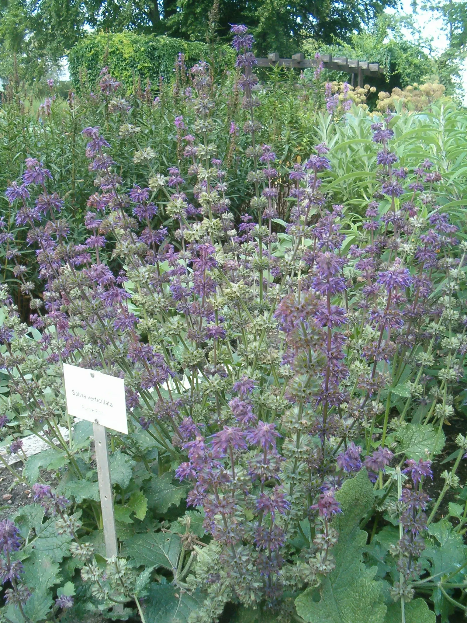 Purple Rain Whorled Clary Sage (Salvia Verticillata 'Purple Rain') — this sage variant reaches an ample height of around 18 to 24 inches with a similar spread