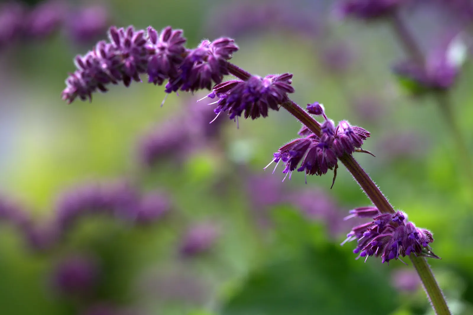Purple Rain Whorled Clary Sage (Salvia Verticillata 'Purple Rain') — attracting pollinators while being deer and rabbit resistant