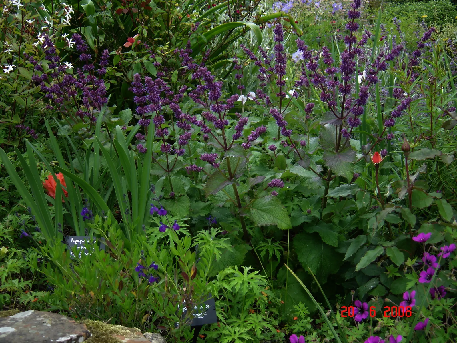 Purple Rain Whorled Clary Sage (Salvia Verticillata 'Purple Rain') — Hardy in zones 4-9, it thrives in full sun to part shade, preferring well-drained soil