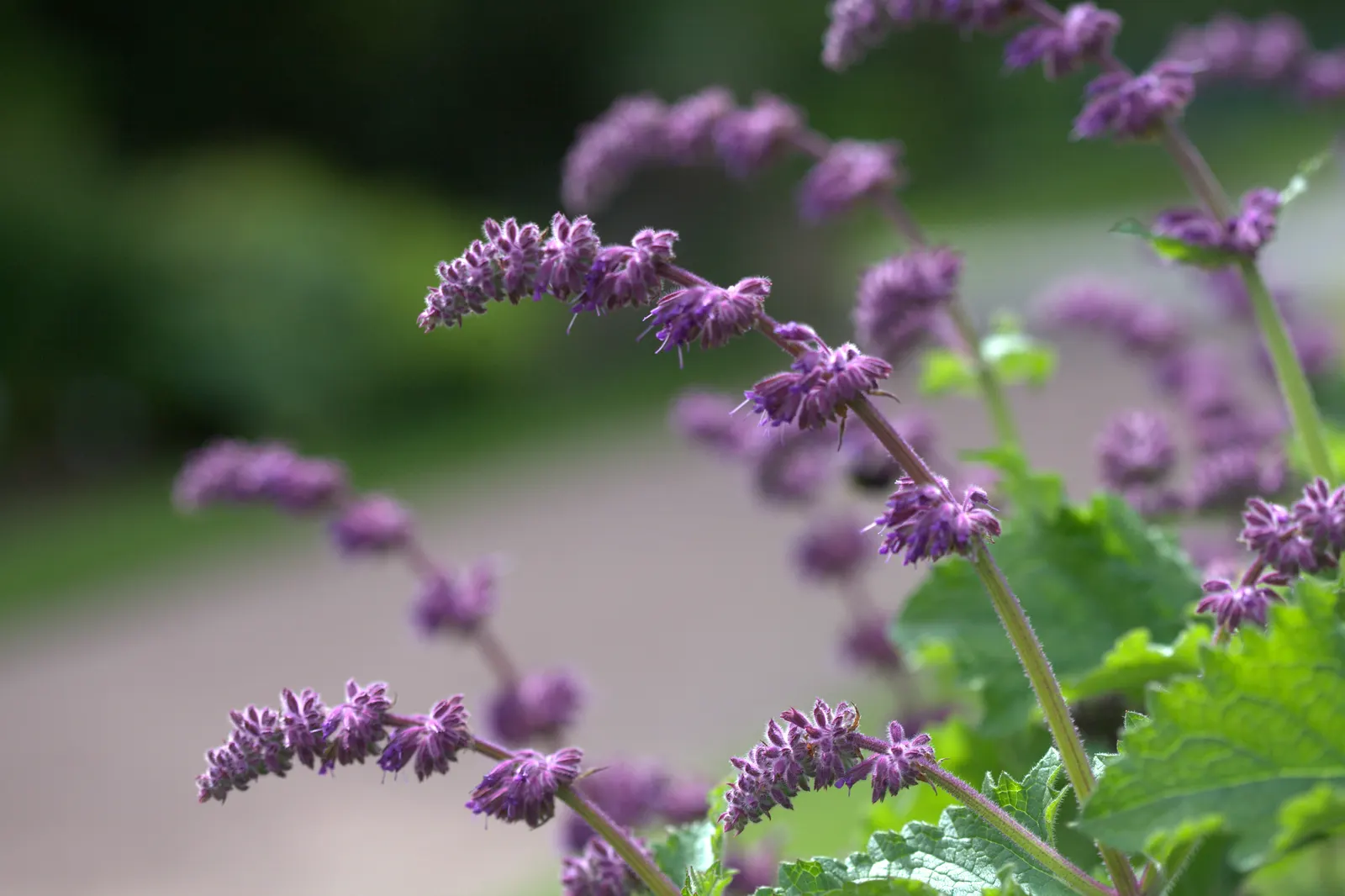 Purple Rain Whorled Clary Sage (Salvia Verticillata 'Purple Rain') — low-maintenance display in borders or wildflower gardens
