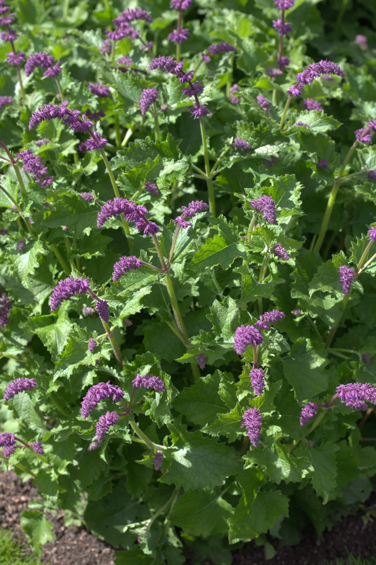 Purple Rain Whorled Clary Sage (Salvia Verticillata 'Purple Rain') — Its flowering season spans late spring to early summer