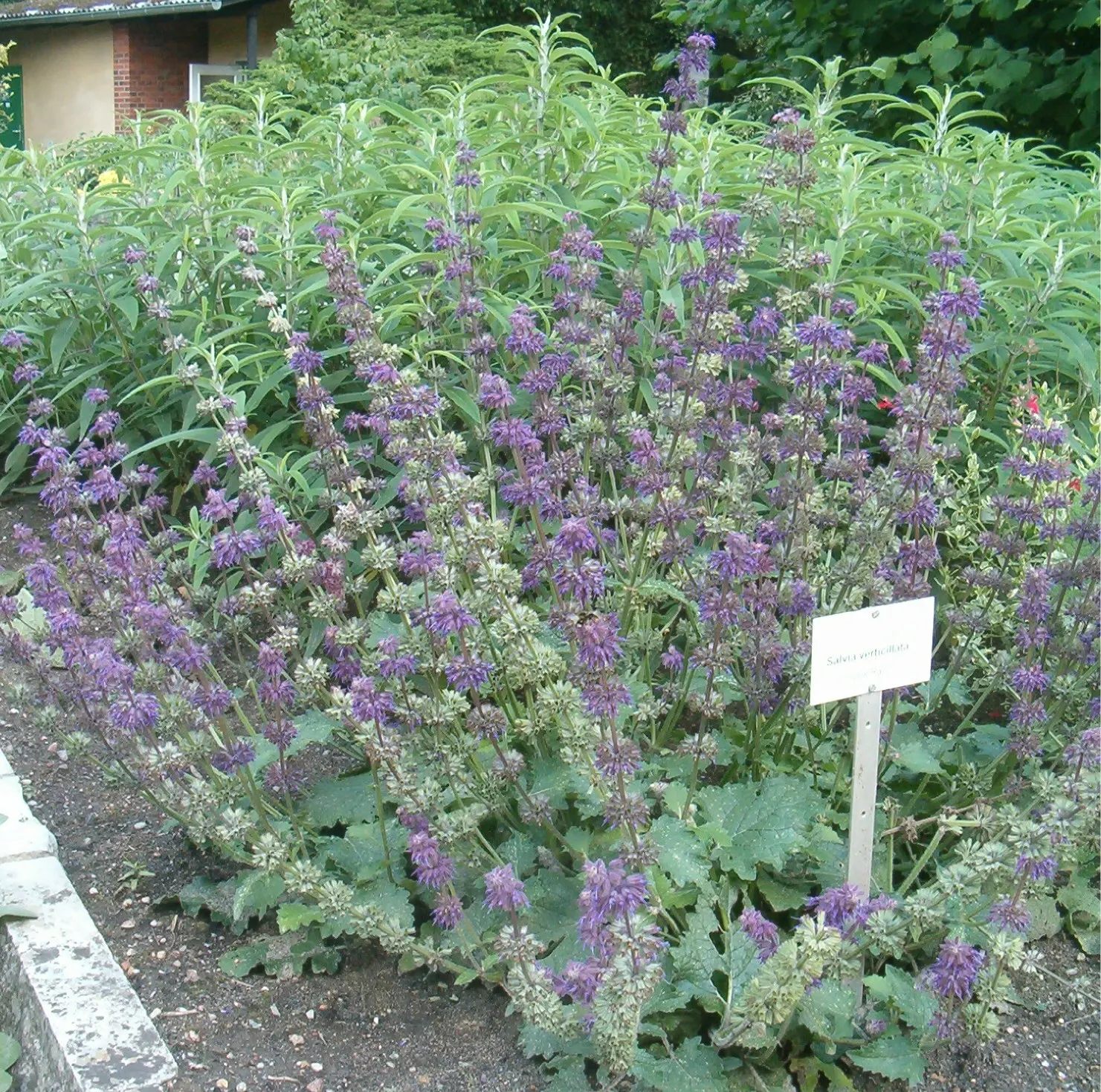 Purple Rain Whorled Clary Sage (Salvia Verticillata 'Purple Rain') — Favored for its long-lasting blooms