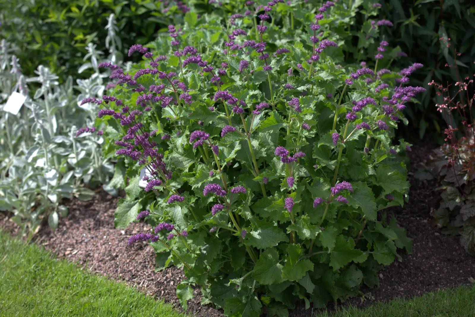 Purple Rain Whorled Clary Sage (Salvia Verticillata 'Purple Rain') — is a striking perennial herb that brings a touch of vibrant color and textural contrast to
