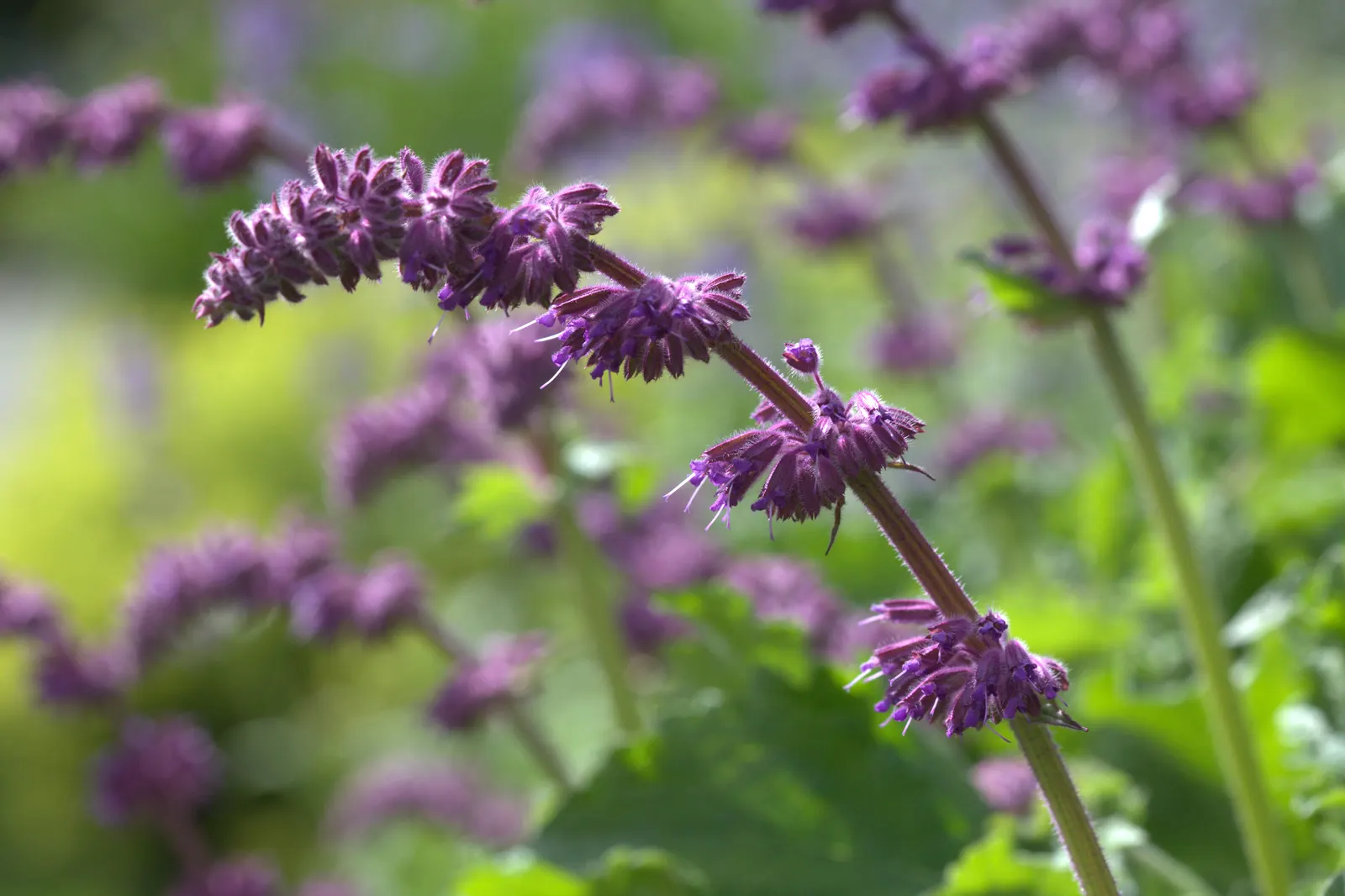 Purple Rain Whorled Clary Sage (Salvia Verticillata 'Purple Rain') — The Salvia verticillata 'Purple Rain' or commonly known as Purple Rain Whorled Clary Sage