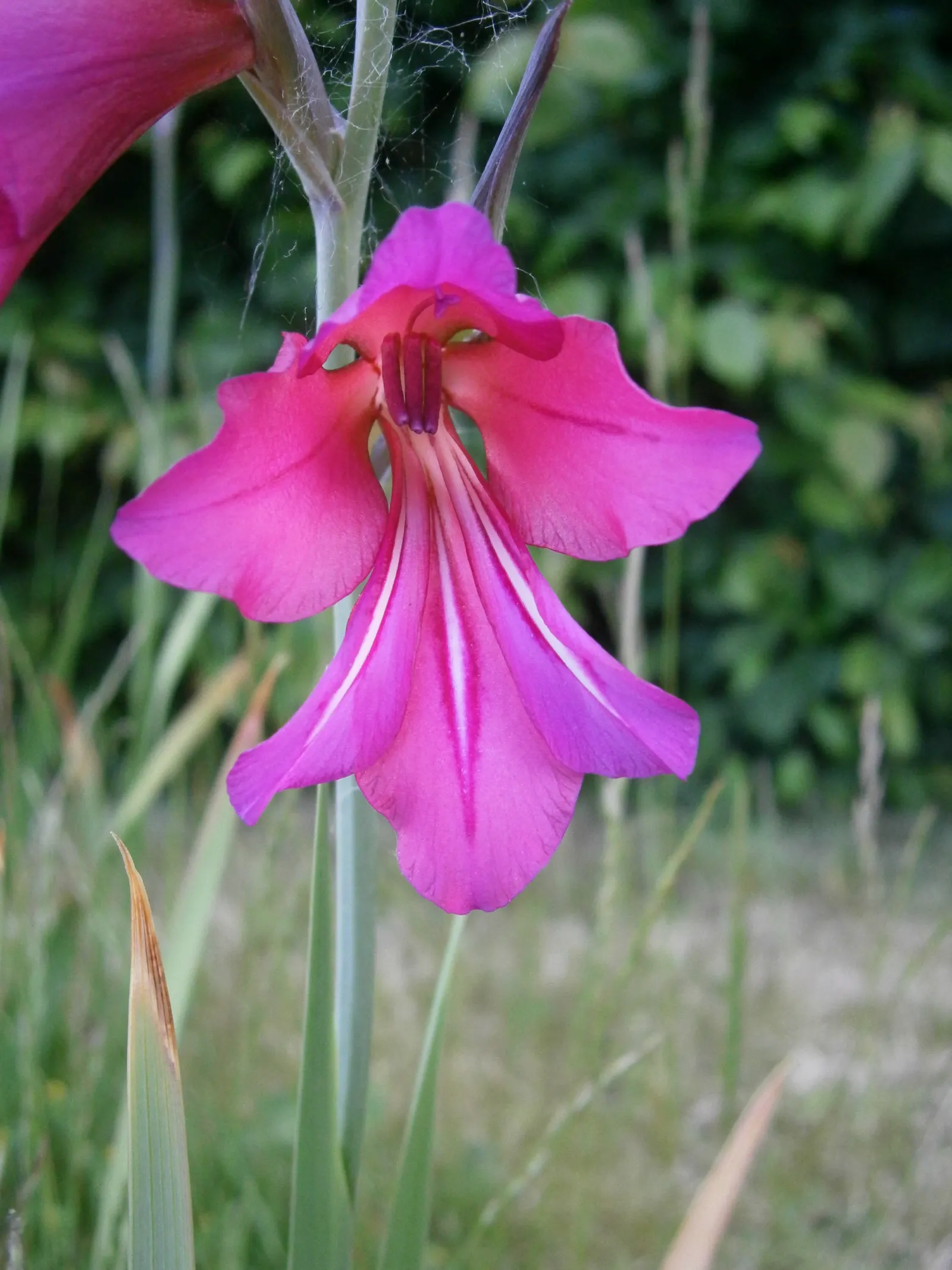 Gladiolus (Gladiolus Communis) — commonly known as the Sword Lily
