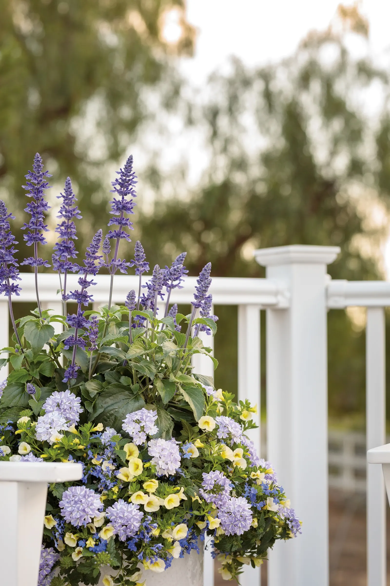 Stormburst Verbena — Plant in part sun to sun with average
