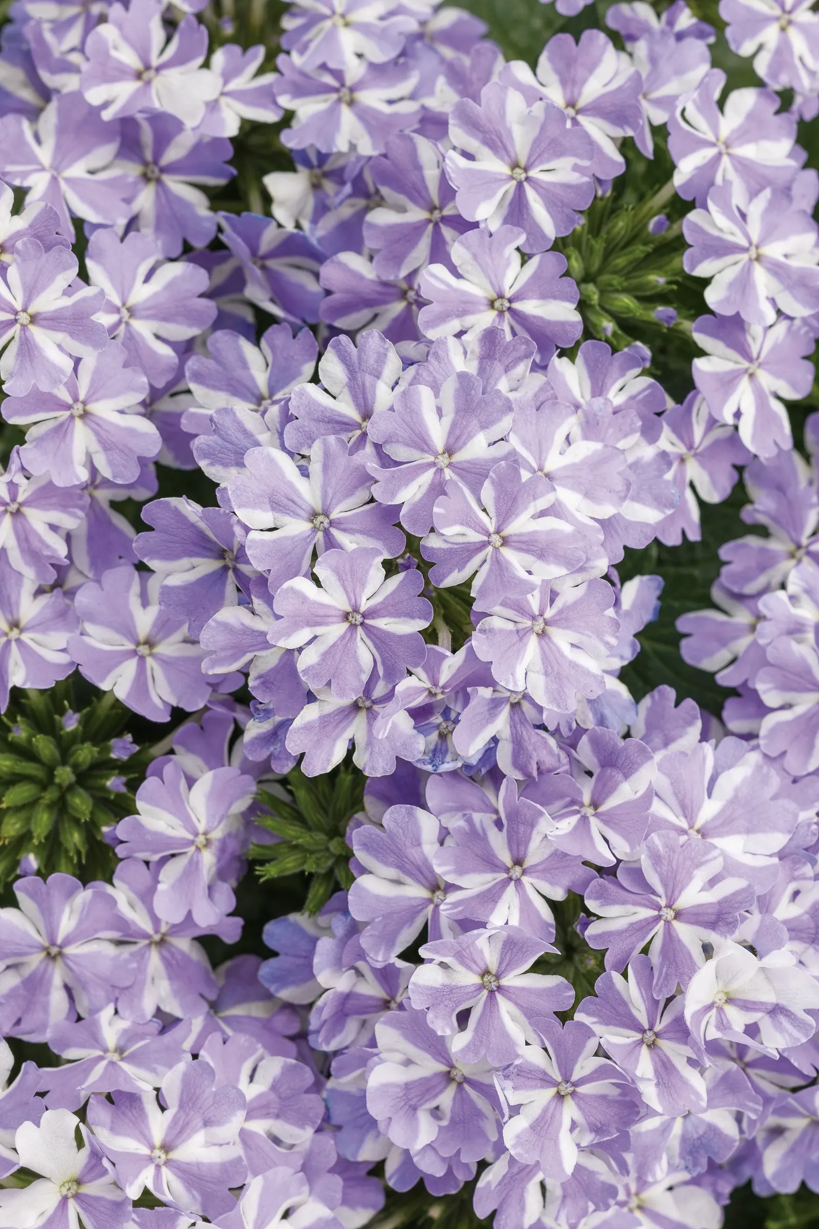 Stormburst Verbena — purple and white flowers in the garden