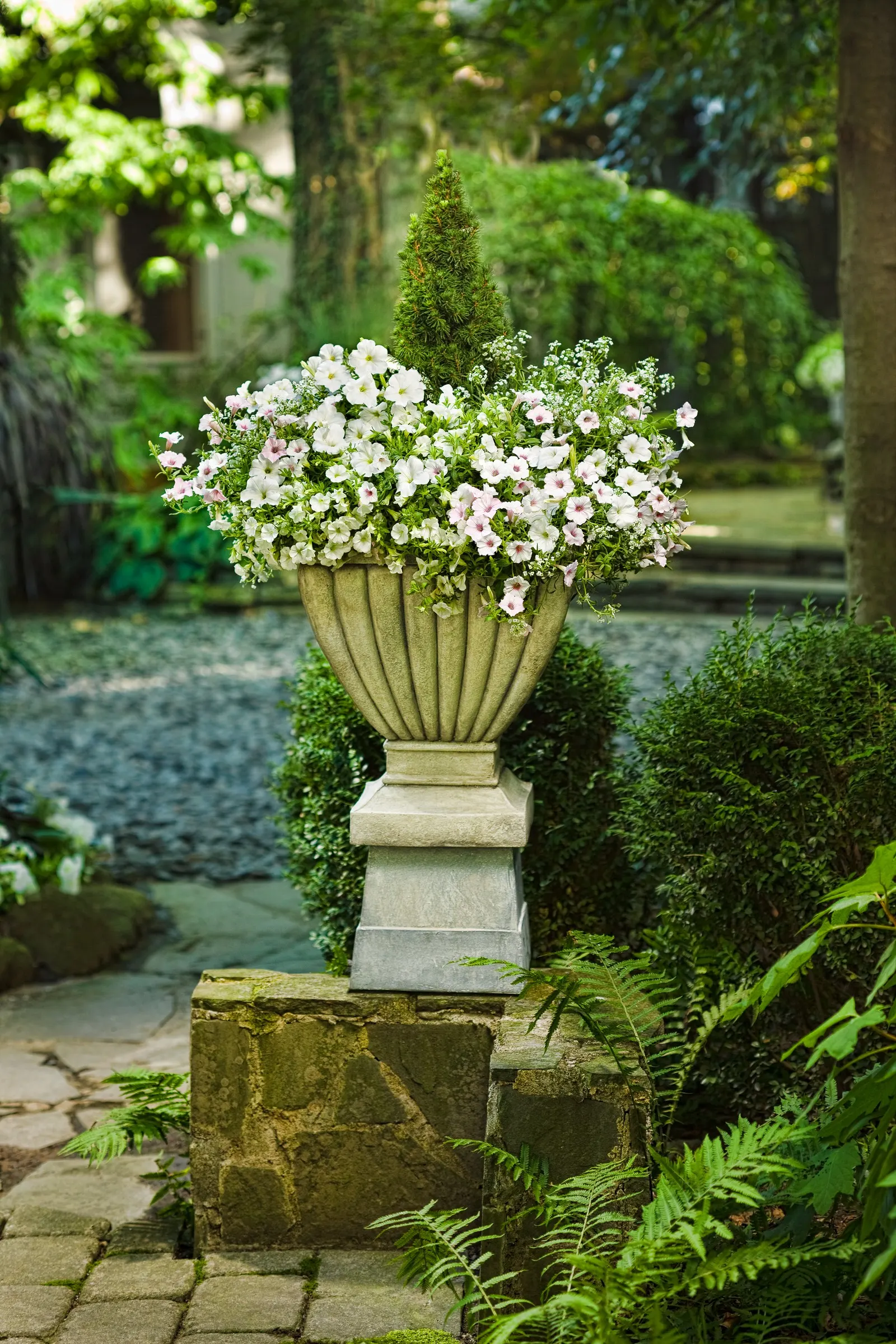 Snow Princess® Sweet Alyssum (Lobularia) — commonly referred to as Snow Princess® Sweet Alyssum