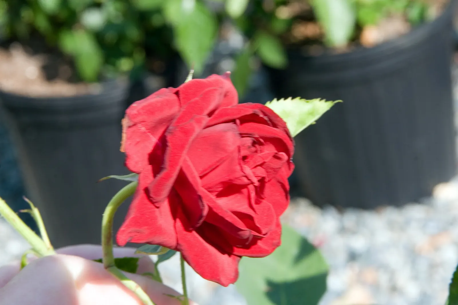 New Day Garden Rose (Rosa 'New Day') — providing a lush display from late spring to fall frost; enriched with organic matter to ensure optimal growth