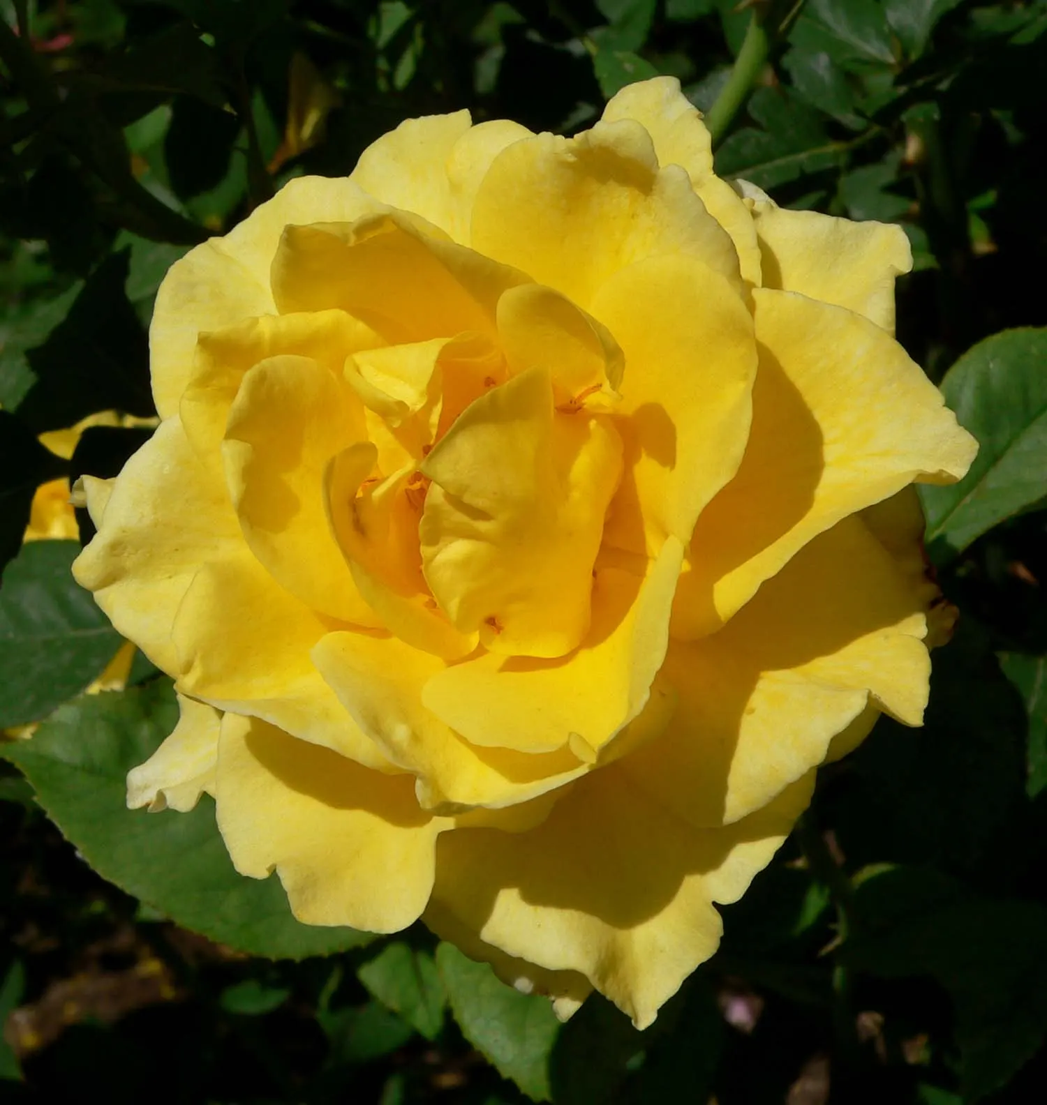 New Day Garden Rose (Rosa 'New Day') — This hardy shrub stands roughly 3 to 4 feet in height and spread; it thrives in well-drained soil with full sun exposure