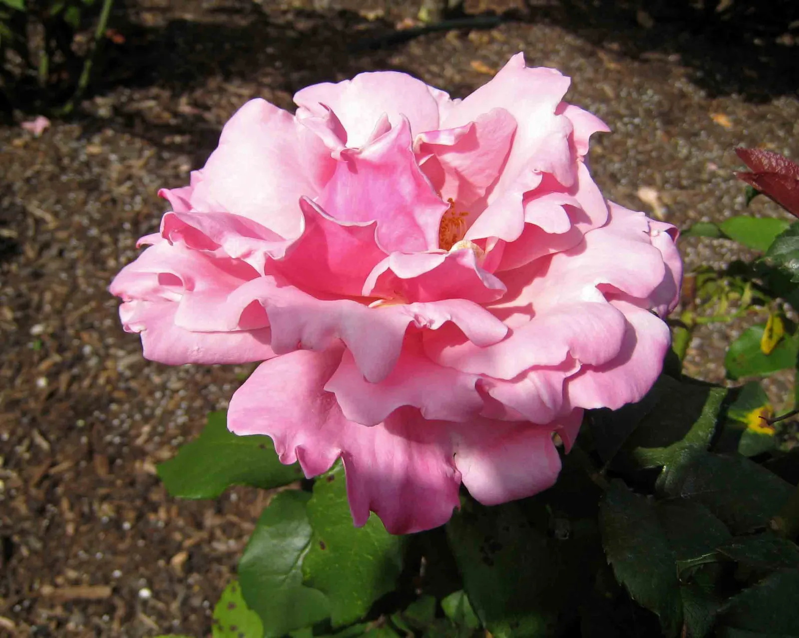 New Day Garden Rose (Rosa 'New Day') — especially in the establishment phase