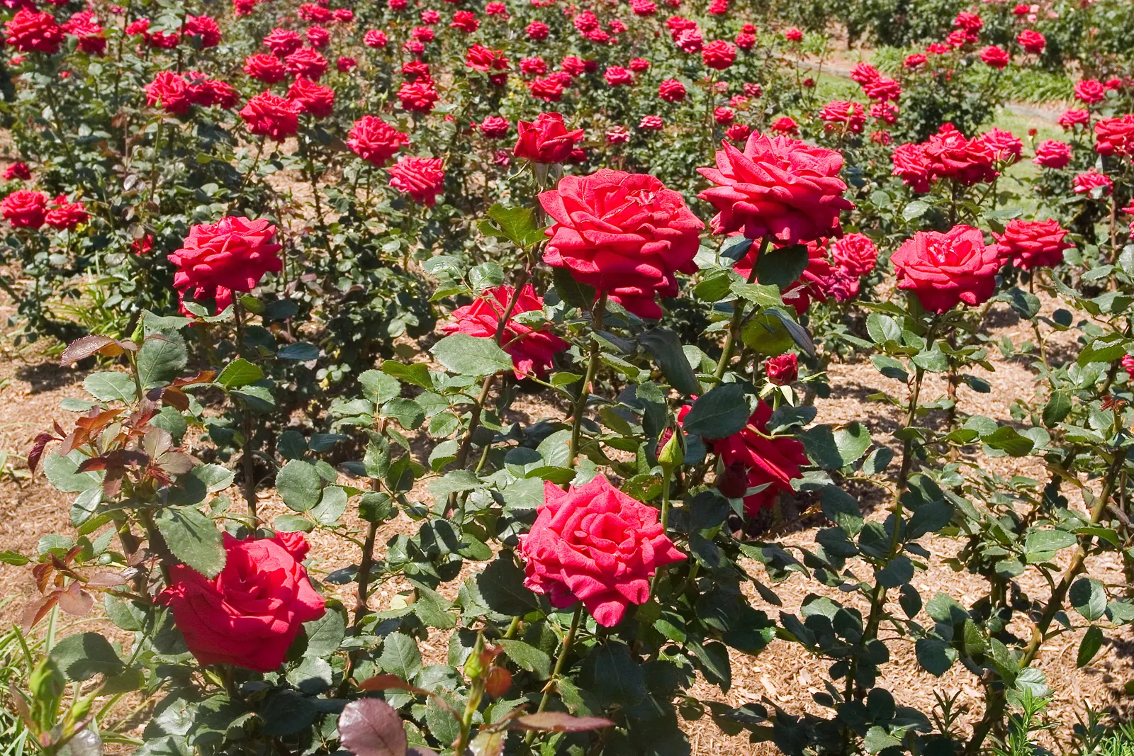 New Day Garden Rose (Rosa 'New Day') — yellow flowers in the garden