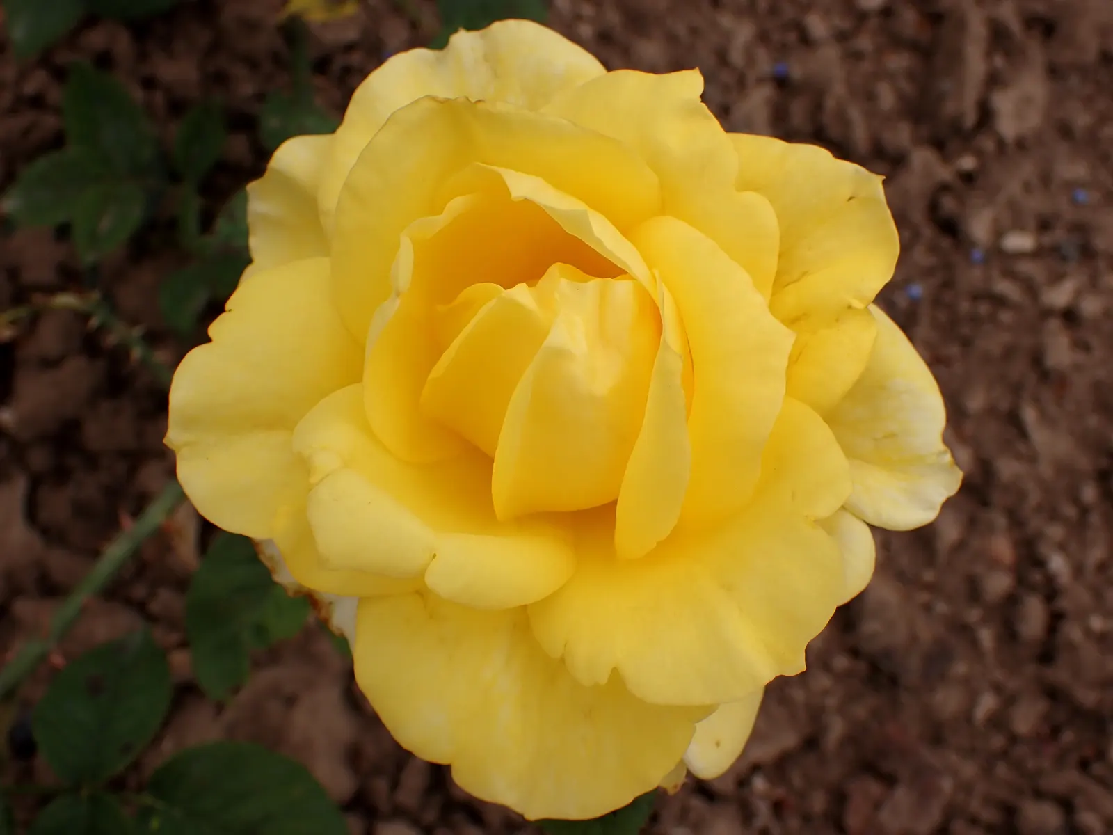 New Day Garden Rose (Rosa 'New Day') — it thrives in well-drained soil with full sun exposure; disease-resistant foliage