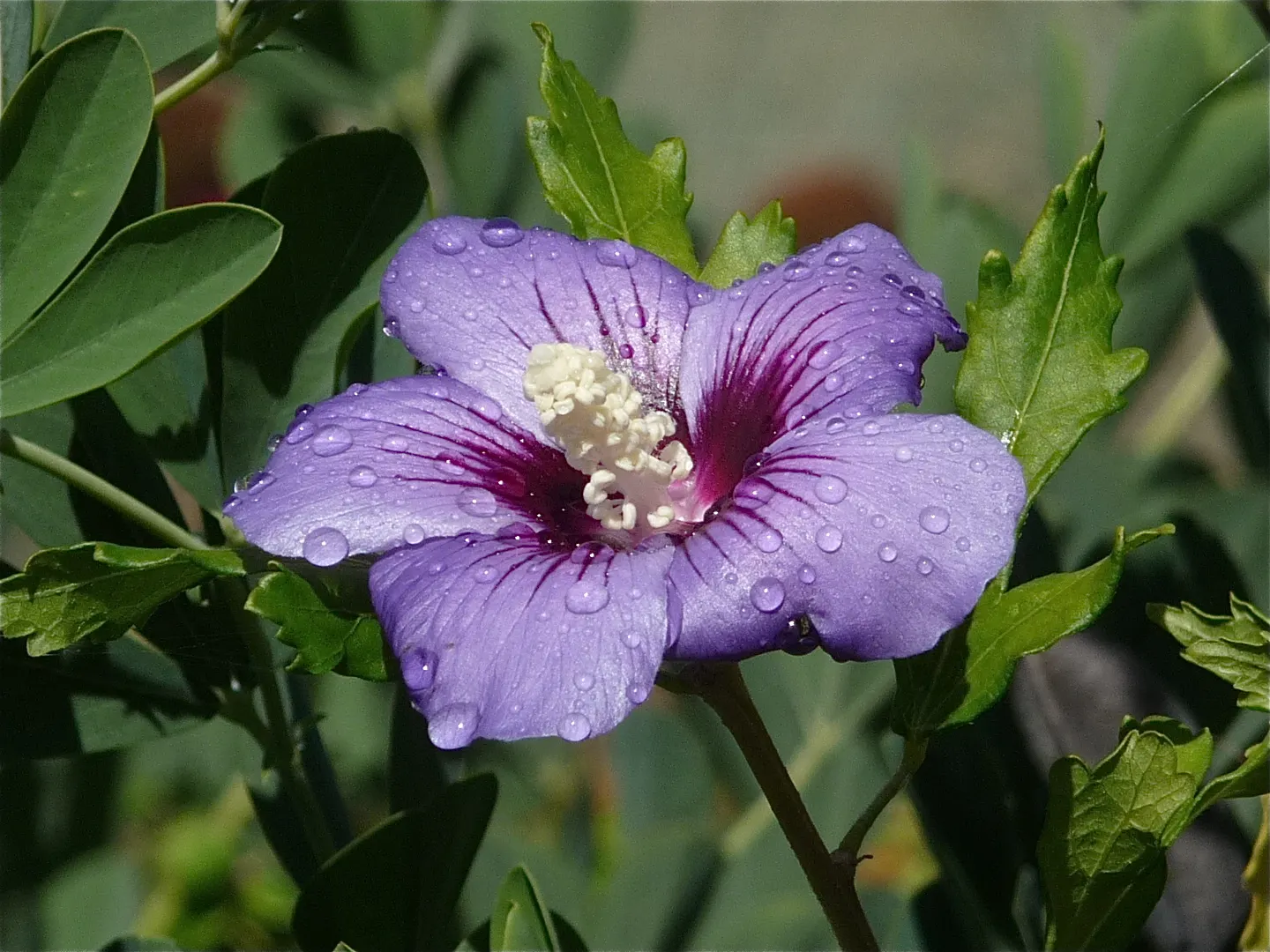 New Day Garden Rose (Rosa 'New Day') — shrub for full