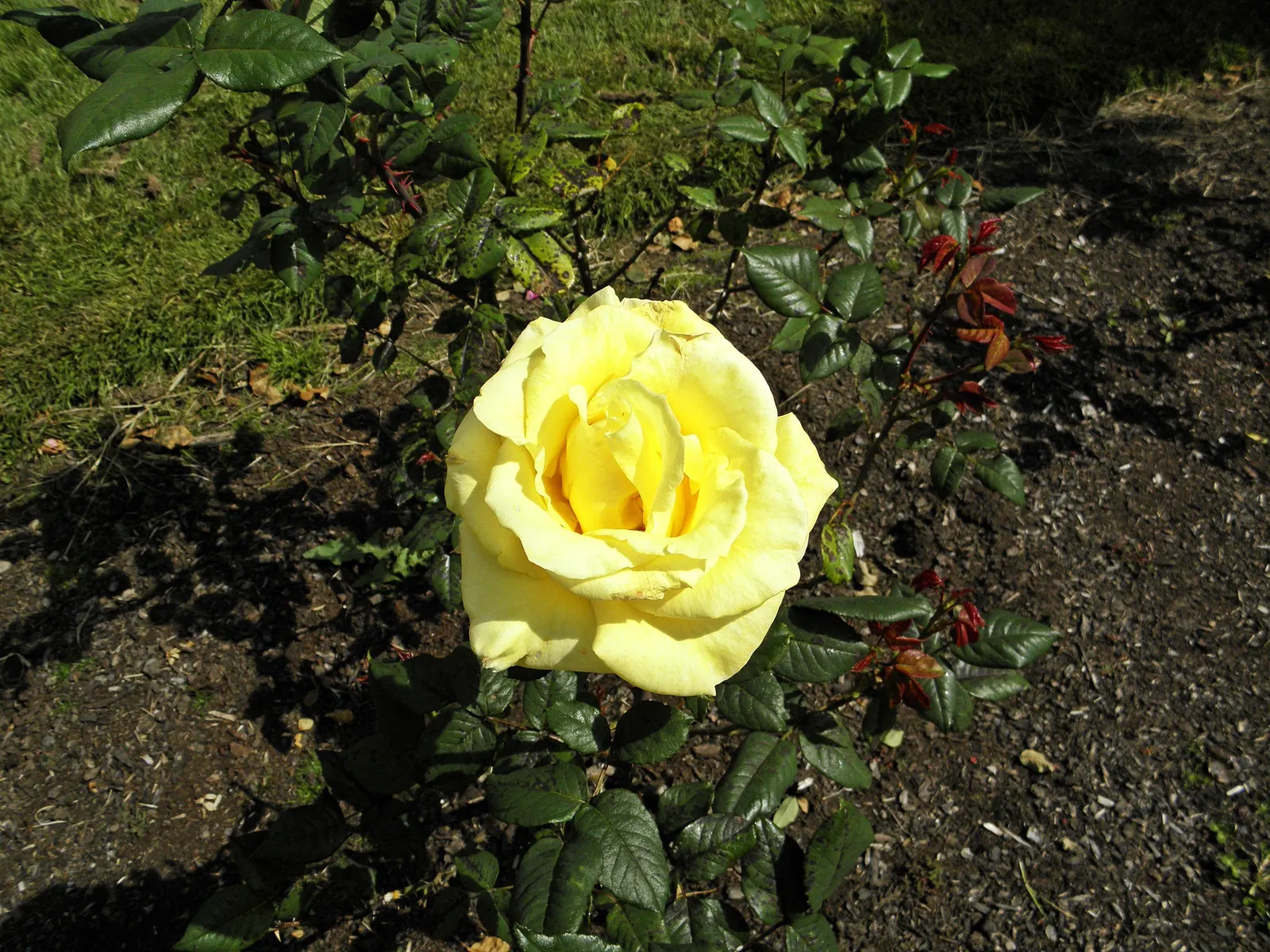 New Day Garden Rose (Rosa 'New Day') — planting should ensue in areas that receive full sun