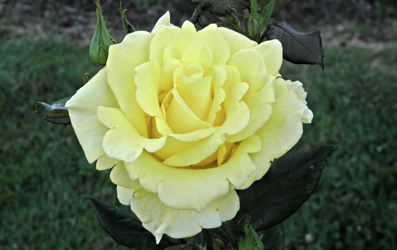 New Day Garden Rose (Rosa 'New Day') — enriched with organic matter to ensure optimal growth; this hardy shrub stands roughly 3 to 4 feet in height and spread