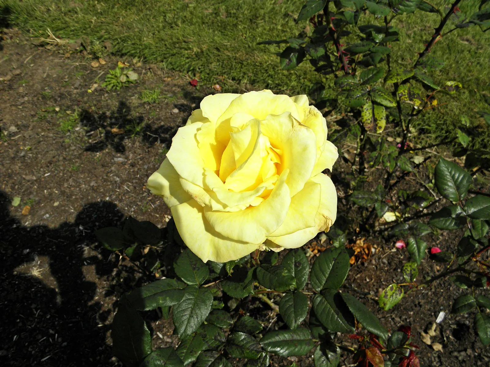 New Day Garden Rose (Rosa 'New Day') — providing a lush display from late spring to fall frost