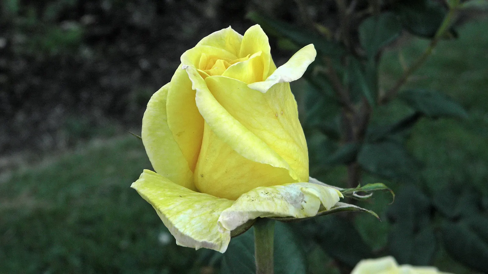 New Day Garden Rose (Rosa 'New Day') — This hybrid tea rose variety captivates with a bouquet of tightly-packed