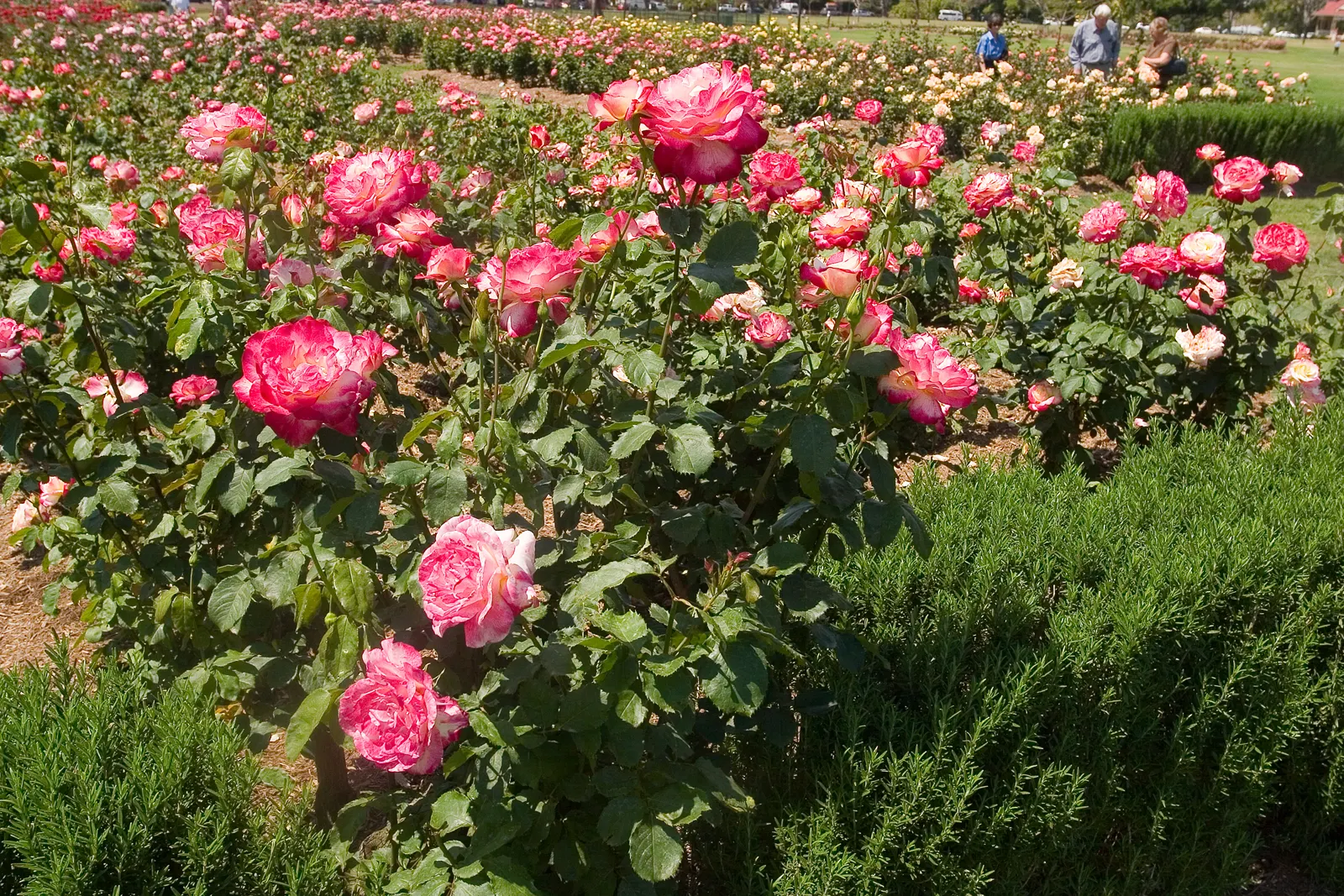 New Day Garden Rose (Rosa 'New Day') — disease-resistant foliage