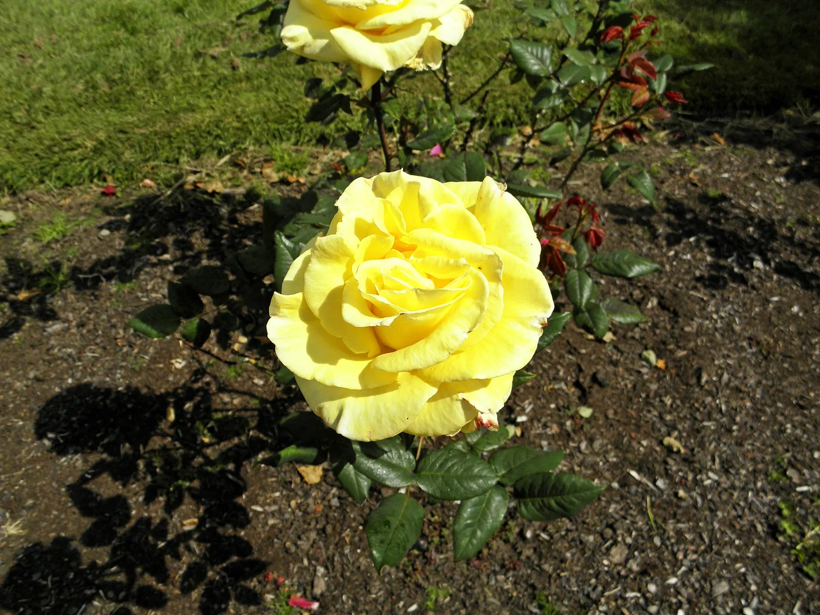 New Day Garden Rose (Rosa 'New Day') — shrub with yellow blooms