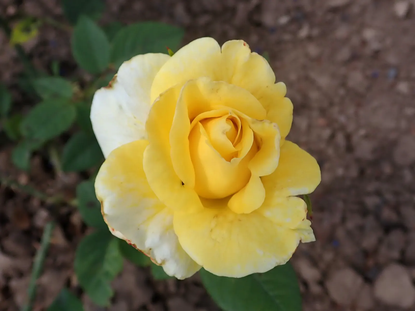 New Day Garden Rose (Rosa 'New Day') — This hybrid tea rose variety captivates with a bouquet of tightly-packed; boasting a bushy habit and glossy