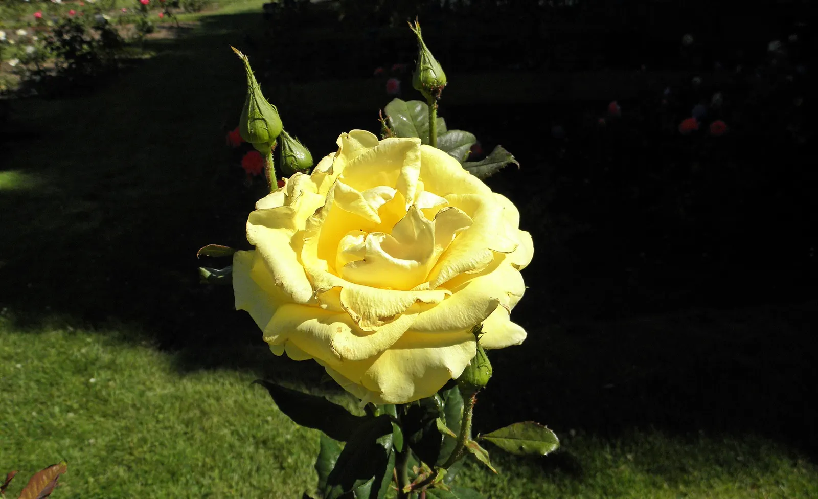 New Day Garden Rose (Rosa 'New Day') — enriched with organic matter to ensure optimal growth