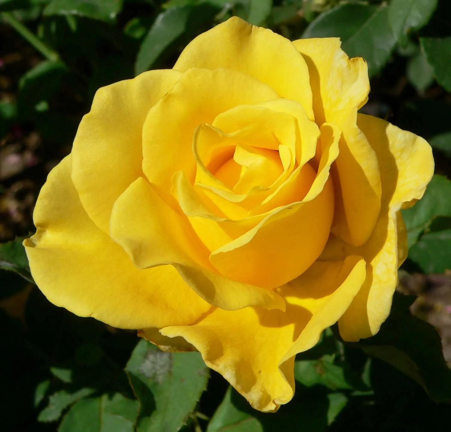 New Day Garden Rose (Rosa 'New Day') — Their eye-catching blooms are also excellent for cutting and bringing indoors to brighten any arrangement