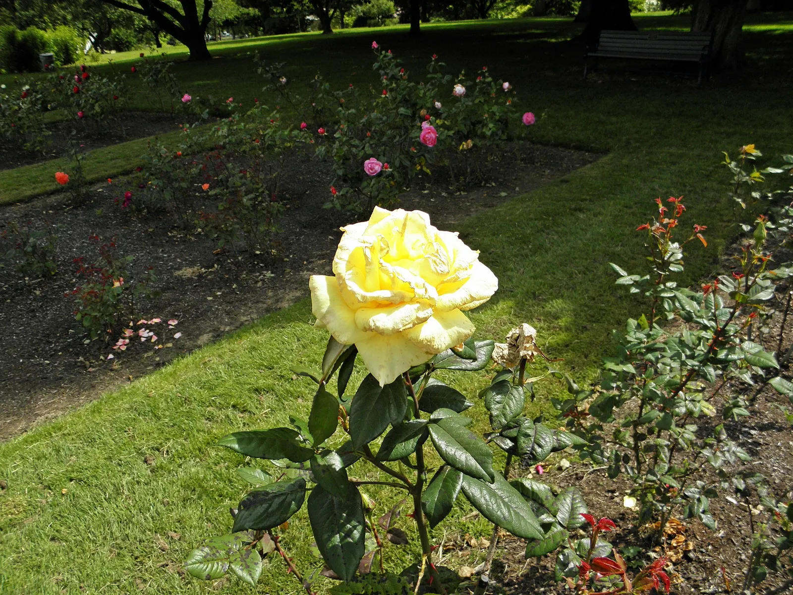 New Day Garden Rose (Rosa 'New Day') — it thrives in well-drained soil with full sun exposure