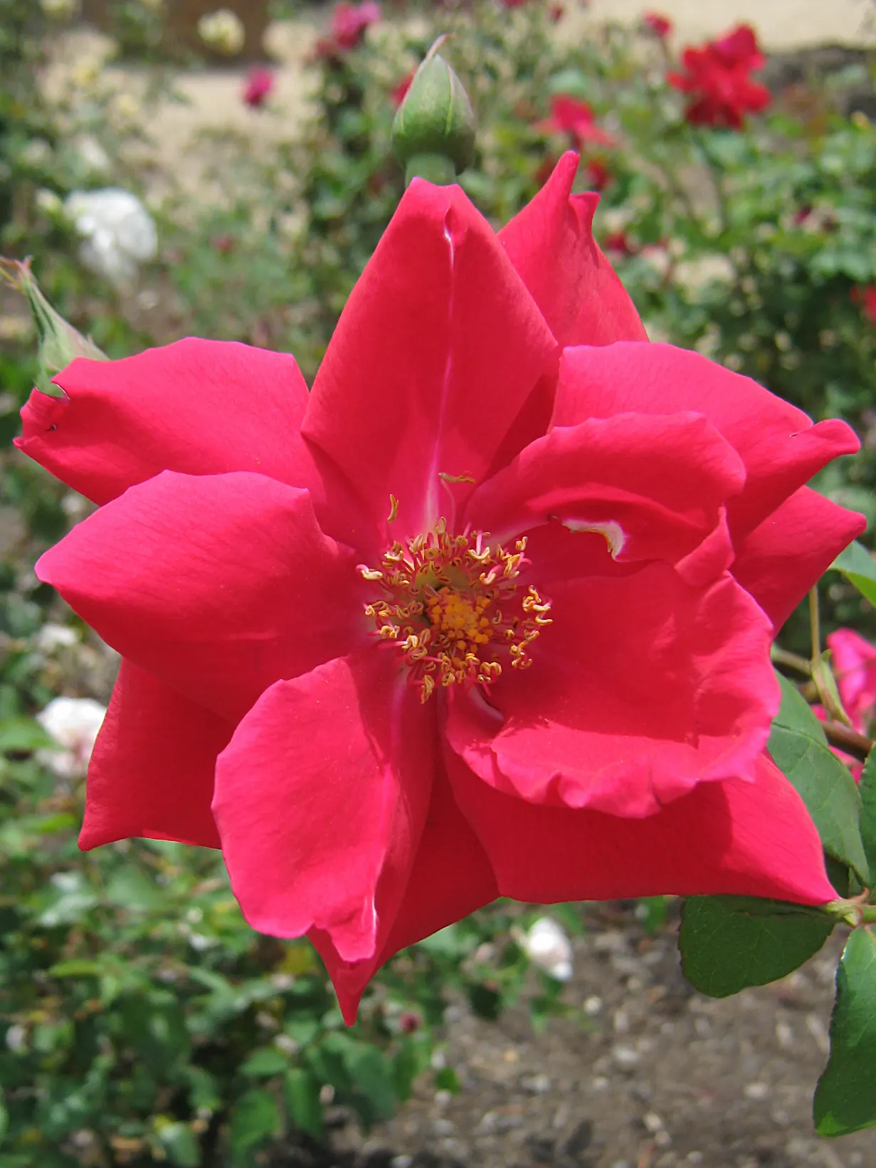 New Day Garden Rose (Rosa 'New Day') — It flourishes in USDA hardiness zones 5 through 9; lemon-yellow blooms that emit a light