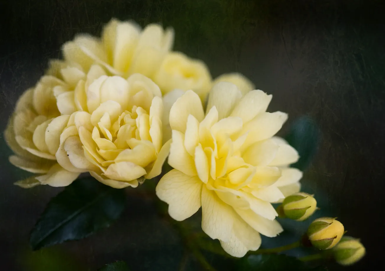 New Day Garden Rose (Rosa 'New Day') — the New Day Garden Rose requires a well-drained soil medium; mulching helps retain moisture and keeps the roots cool