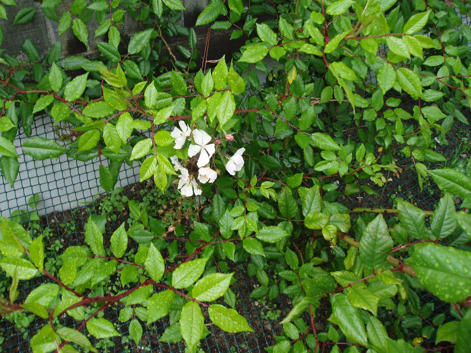 New Day Garden Rose (Rosa 'New Day') — This rose variety appreciates a spring application of a balanced