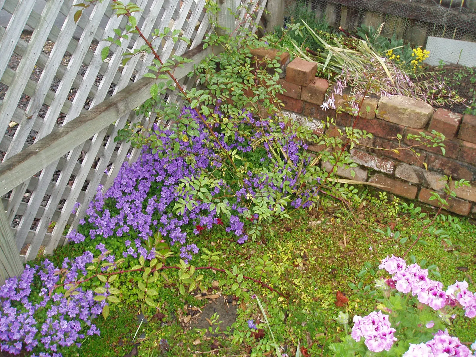 New Day Garden Rose (Rosa 'New Day') — It flourishes in USDA hardiness zones 5 through 9