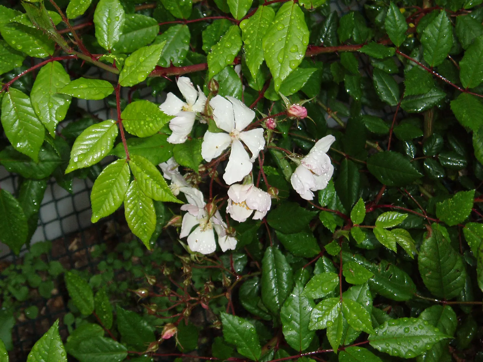 New Day Garden Rose (Rosa 'New Day') — commonly referred to as the New Day Garden Rose