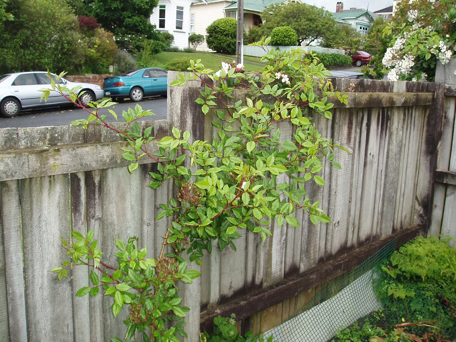 New Day Garden Rose (Rosa 'New Day') — lemon-yellow blooms that emit a light