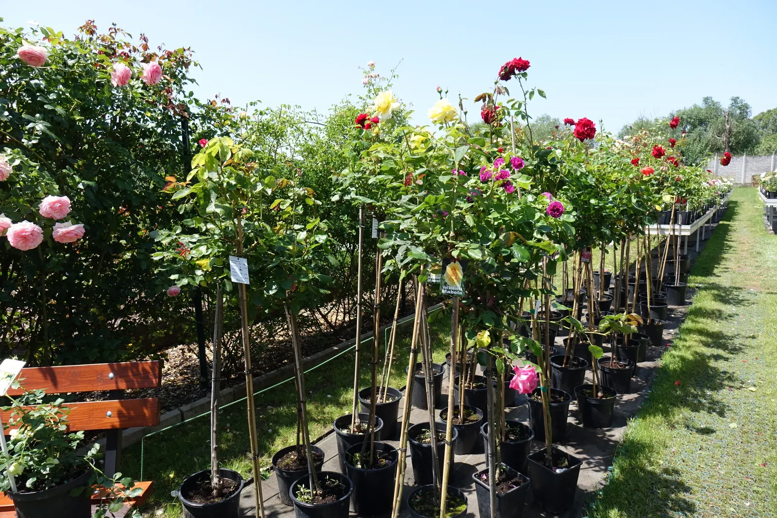 New Day Garden Rose (Rosa 'New Day') — planting should ensue in areas that receive full sun; aiming for about 1 to 1.5 inches of water weekly