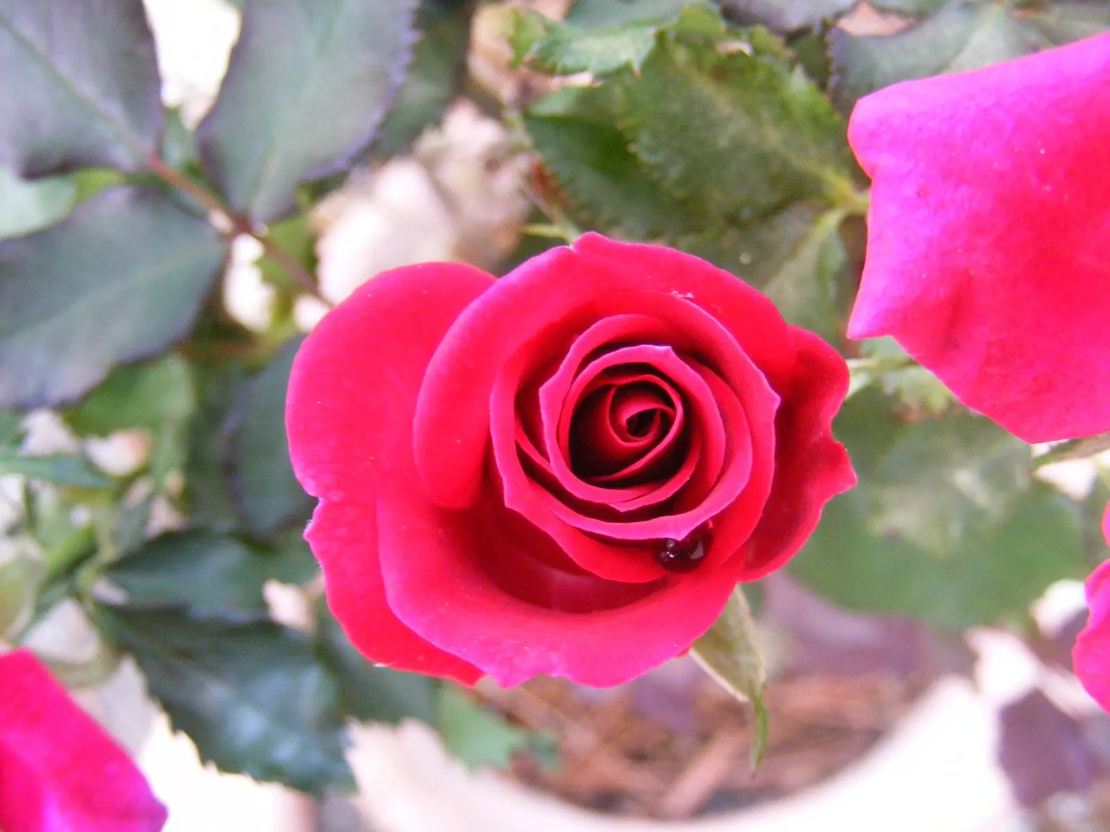 New Day Garden Rose (Rosa 'New Day') — Mulching helps retain moisture and keeps the roots cool