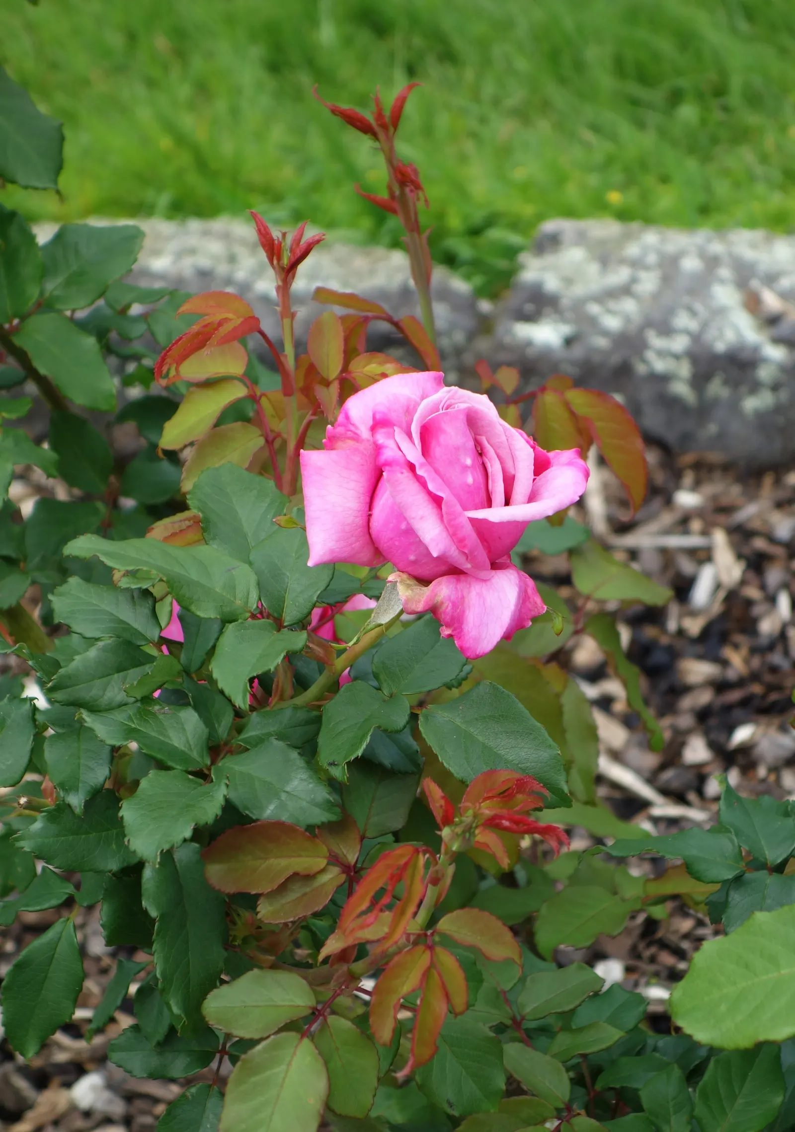 New Day Garden Rose (Rosa 'New Day') — This hardy shrub stands roughly 3 to 4 feet in height and spread